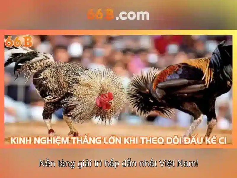 Kèo nhà cái - Tỷ lệ kèo chuẩn nhất cập nhật liên tục